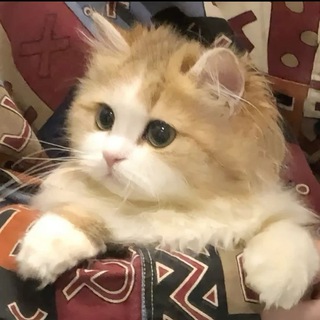 Telegram profile photo for закрытие || библиотека рэй