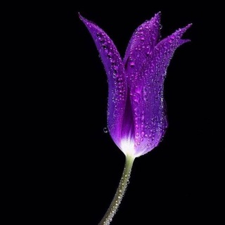 Telegram profile photo for دل نوشته هاhttps://telegram.me/behtah