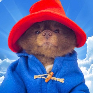 Telegram profile photo for $BERT | MAYOR OF SOLANA OFFICIAL
