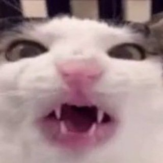 Telegram profile photo for CrunchyCat | $CRUNCHY | Portal