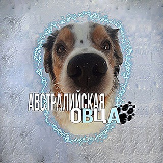 Telegram profile photo for Австралийская овца🤢