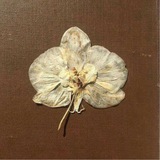Telegram profile photo for Wide awake waiting for autumn slipped this summer, crossed and never ever to-be remembered.