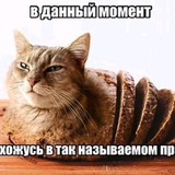 Telegram profile photo for Крутой тигр 228
