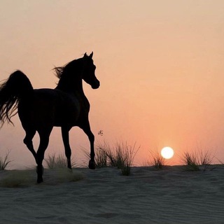 Telegram profile photo for الأصيلــــہ ᥫᩣ