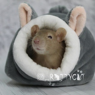 Telegram profile photo for RatsHouse