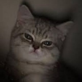 Telegram profile photo for stalkerofmidnight (REVIEW SELL)