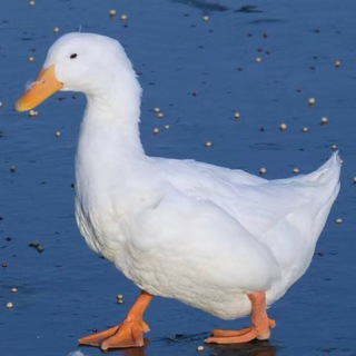 Telegram profile photo for 浪琴TG科技号商批发