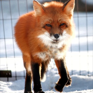 Telegram profile photo for Лиса Есения🤗