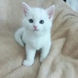 Telegram profile photo for Микропупсики❤️