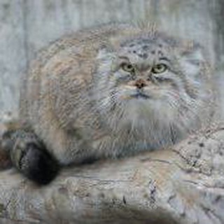 Telegram profile photo for Vladislav Shchapov