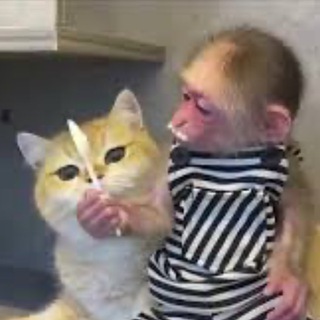 Telegram profile photo for абизяна и кот