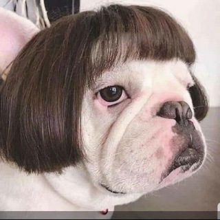 Telegram profile photo for Bilder und Videos zum Lachen