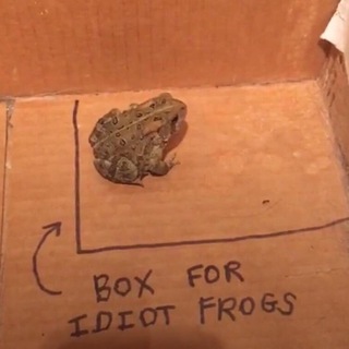 Telegram profile photo for Oh my toads