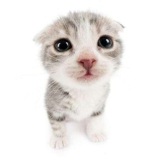 Telegram profile photo for Кися?