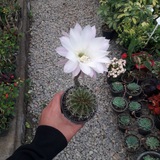 Telegram profile photo for 🌿🌷گلخانه قصرگل🌱🌵