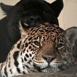 Telegram profile photo for Jaguar