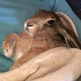 Telegram profile photo for Переходник Кешо