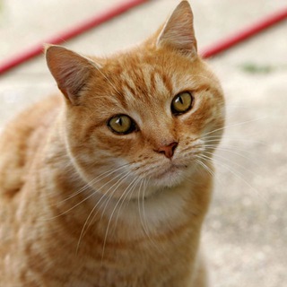 Telegram profile photo for 徐老猫A-ART
