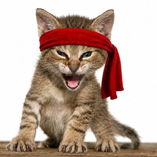 Telegram group profile photo for Rambo Kitten Crew