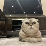 Telegram profile photo for TD NFT