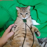 Telegram profile photo for Felix_cinema