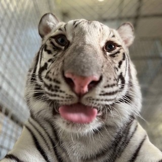 Telegram profile photo for нерд дорати