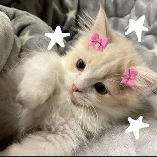 Telegram profile photo for Отправь это