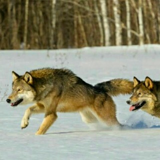 Telegram profile photo for WOLVES
