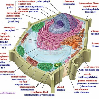 Telegram profile photo for BIOLOGIYA|ATTESTATSIYA VA IMTIHONGA TAYYORLOVCHI GURUH.