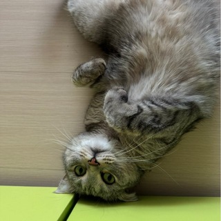 Telegram profile photo for Зара кошка