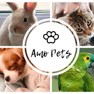 Telegram profile photo for ๐Amo Pets๐พ