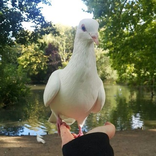 Telegram profile photo for شَجَن 🕊️