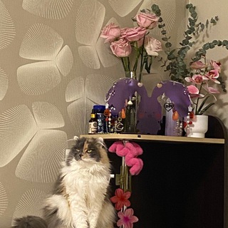 Telegram profile photo for Уляна Санна
