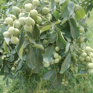 Telegram profile photo for نهالستان دوبرا پیرانشهر