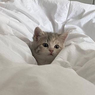 Telegram profile photo for RIOT CATS