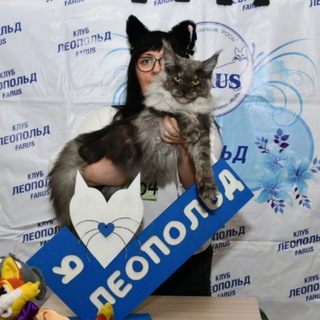 Telegram profile photo for Мейн-куны House tiger