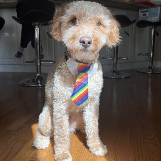 Telegram profile photo for OLLIE PORTAL