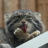Telegram profile photo for Нар ı котики