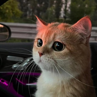 Telegram profile photo for ты