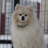 Telegram profile photo for Немецкий Шпиц Микки