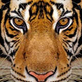 Telegram profile photo for Binomo Tigers π―