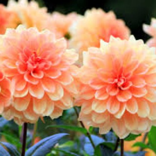 Telegram profile photo for GrandmasGarden