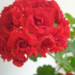 Telegram profile photo for Комнатные цветы 🌺