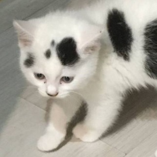 Telegram profile photo for live хару reaction