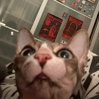 Telegram profile photo for фото кошечек молодых