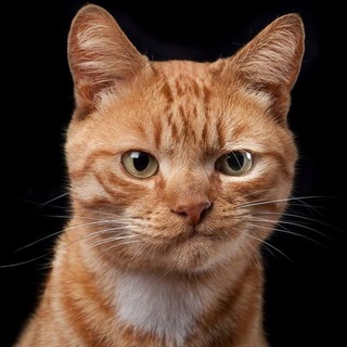 Telegram profile photo for Belka Gambles