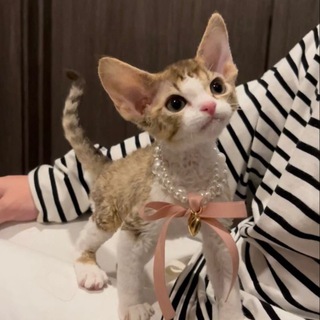 Telegram profile photo for котята как смысл жизни