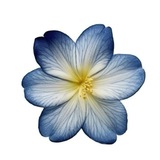 Telegram profile photo for قناه دينيه || تحفيزيه🫐☁️