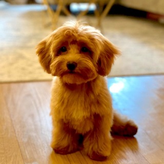 Telegram profile photo for $POOCH Entry Portal