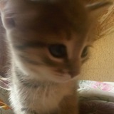 Telegram profile photo for Конкурсы на звëзды